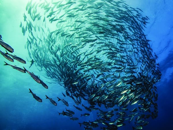 shoal of fish from below